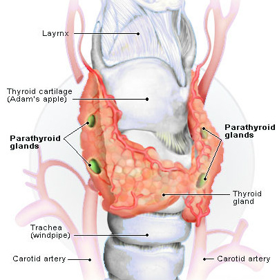 Parathyroid Glands - Enlarged Thyroid